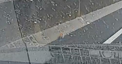 道路の端にいる子猫