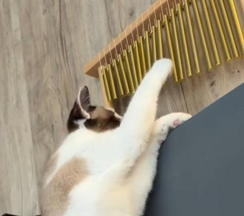 夢中でウインドチャイムを触る猫