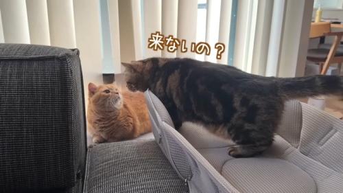 来ないの?