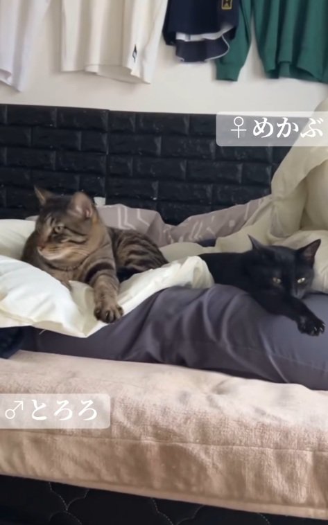 先住猫の上に乗っている猫