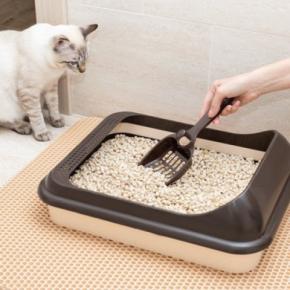 猫が『トイレ掃除を監視』してくるときの理由5つ　なにをチェックしているの？不思議な行動の意味とは