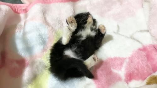 へそ天(上から)