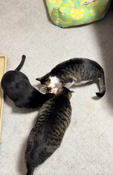 ご飯を食べている3匹の猫