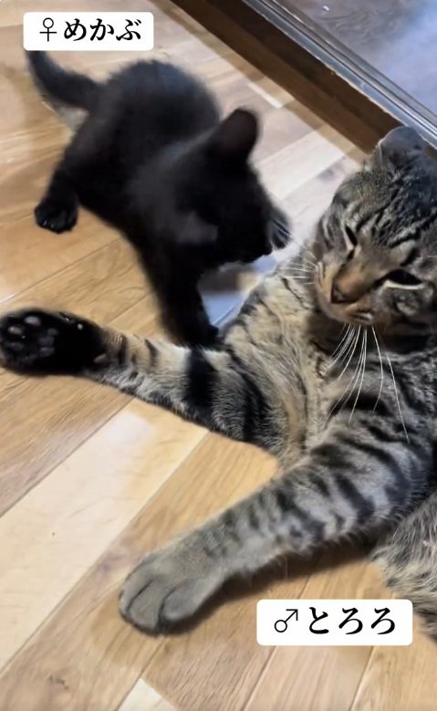 子猫の上におおいかぶさっている猫