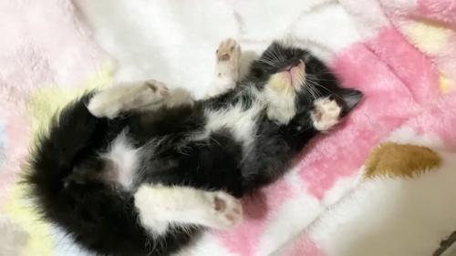 へそ天(斜めから)