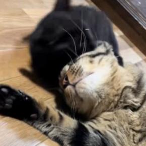『元気いっぱいな子猫』に絡まれる先輩猫……あまりにも『優しい対応』にほっこりする人が続出「おとなだなぁｗ」「優しいお兄ちゃん」