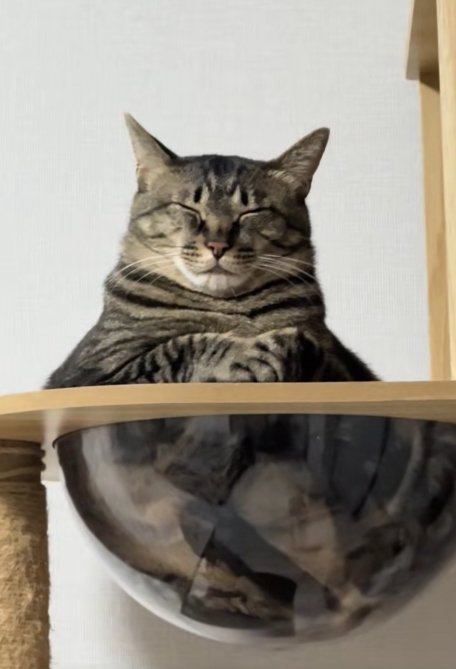 透明なボウルの中に入って目を瞑っている猫（アップ）