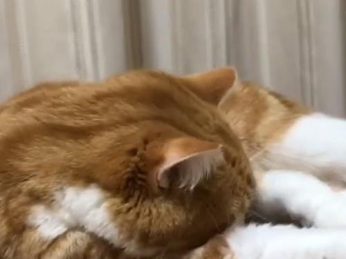 後足の方へ顔を付ける猫