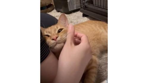 撫でられている猫