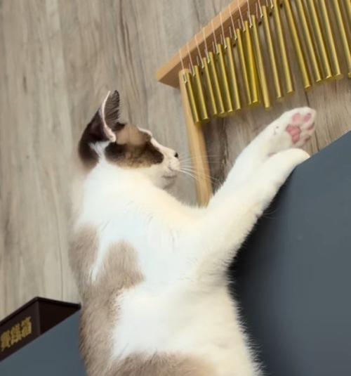 ウインドチャイムを見て固まる猫