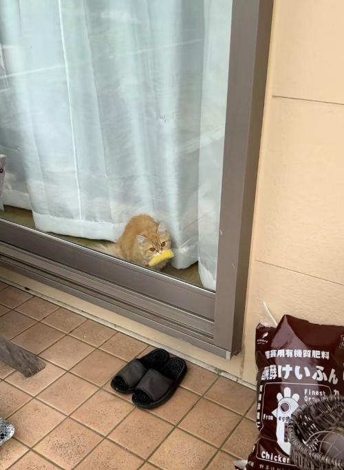 エビフライをくわえた窓辺の猫1