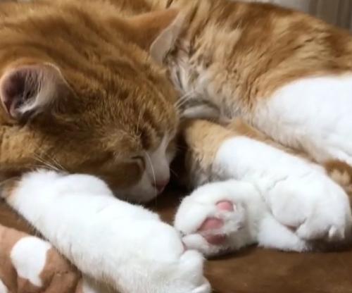 前脚の間に顔を入れ眠る猫