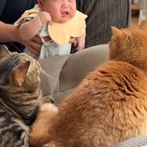赤ちゃん用のベッドを使うようになった猫→弟猫も使い始めて……笑ってしまう展開に「好かれすぎでしょｗ」「もう一つ買うしかないｗ」の声