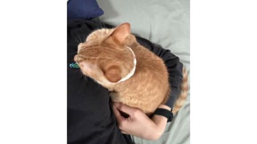 撫でられている猫