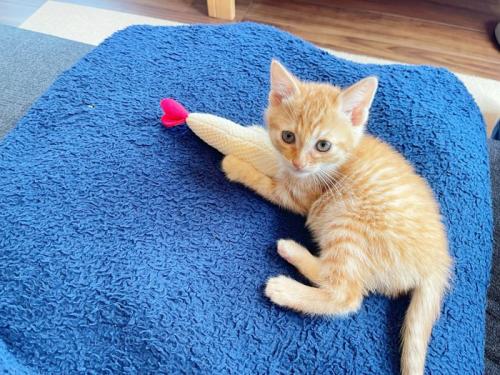 おもちゃで遊ぶ子猫