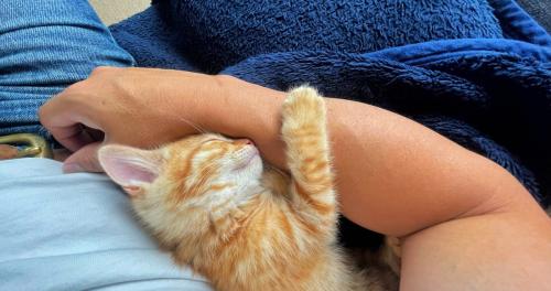 人の腕にしがみついて寝る子猫