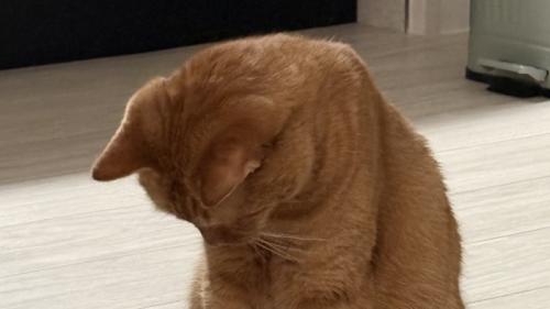 猫背が強調されている猫の上半身のアップ