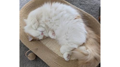 寝ている猫