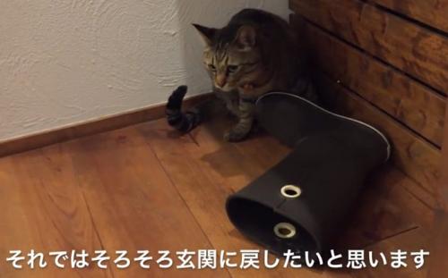 長靴の脇に座る猫（それではそろそろ玄関に戻したいと思います）