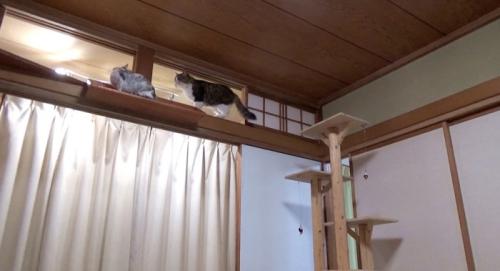 高い場所で対面する猫2匹