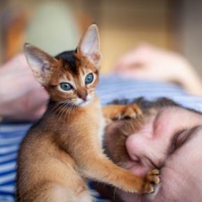 猫があなたの『顔の上に乗りたがる』心理4選　顔を選ぶ理由や穏便に対処する方法も