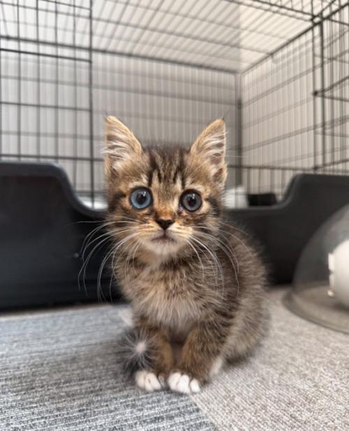 正面を見つめる子猫
