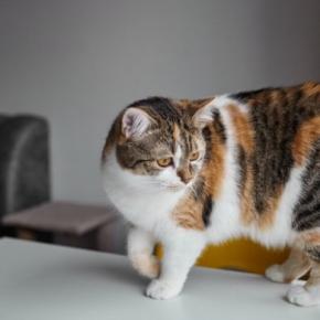 猫の『しっぽを踏んでしまう』ことで起こるリスク3つ　甘く見てはいけない理由や対処法も解説