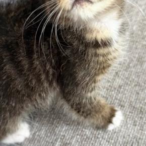 『ええぇっ』動物病院の先生も驚愕…『子猫の顔』を見ると→珍しすぎる光景に13万いいね「初めて見た」「すごく綺麗でかわいい」と話題に