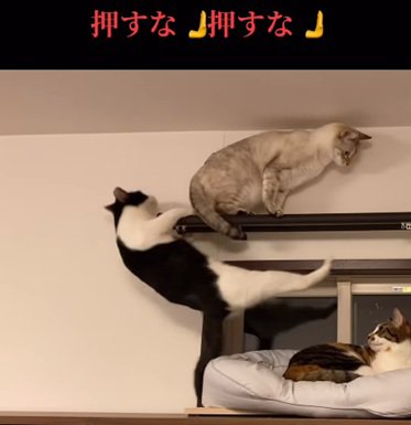落ちる猫