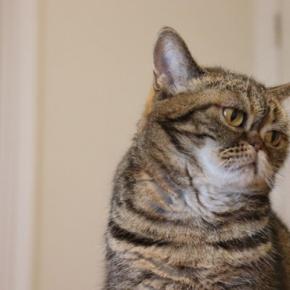 猫が『悲しい』と感じてしまう瞬間4つ　気付いてあげたいサインや接し方のポイントも