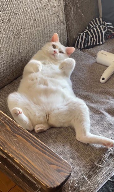 仰向けで寝ている猫