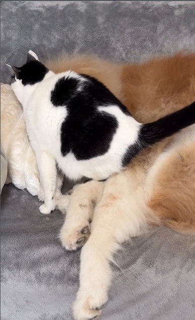 犬にすり寄っている猫