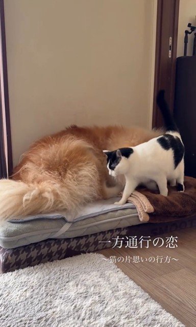 犬にすり寄っている猫