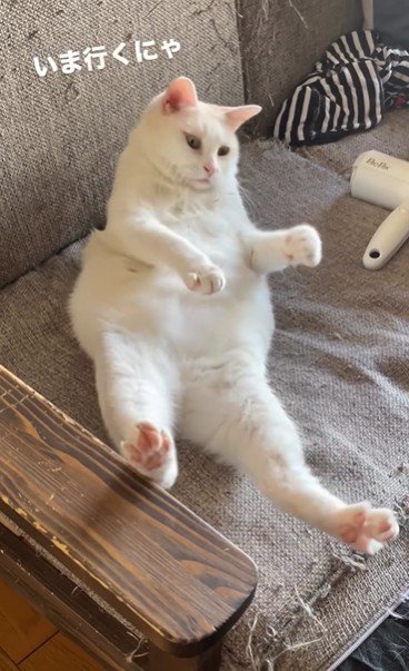 仰向けで寝ている猫