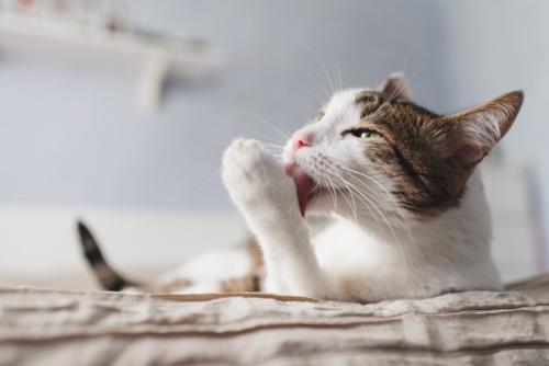 ベッドの上で毛づくろいする猫