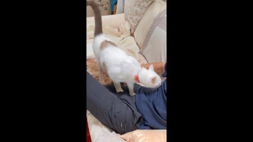 お腹をクンクン