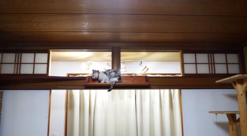 お気に入りの場所を見つけるネコ吉ちゃん