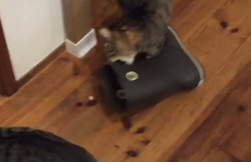 長靴に噛みつく猫