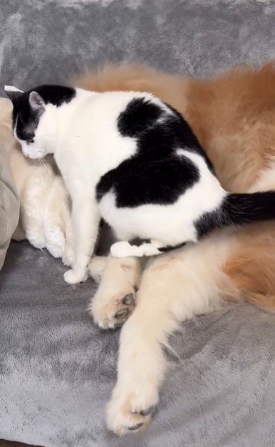 犬にすり寄っている猫