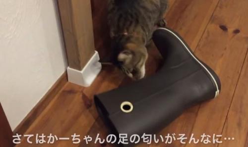 長靴の匂いを嗅ぐ猫（さてはかーちゃんの足の匂いがそんなに…）