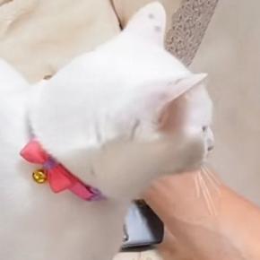『パパにだけ特別な甘え方』をする猫→足の上に乗ってくると……『微笑ましい光景』に癒される人が続出「幸せの重み」「かわい～な～」と反響