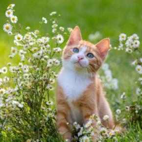 猫につける『和風の名前』を考えるときのヒント5選　どんな名前が人気？名付けのコツも解説