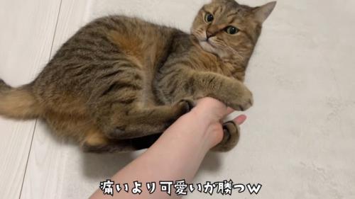 人の手を抱えたまま見上げる猫