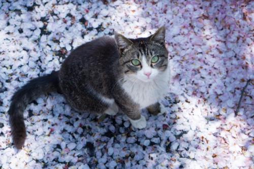 桜の花びらの上に座る猫