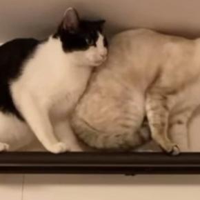 カーテンレールの上に乗る『2匹の猫』を見ていると…コントのような『爆笑の展開』が28万再生「理不尽な猫世界ｗ」「おもしろ可愛いｗ」