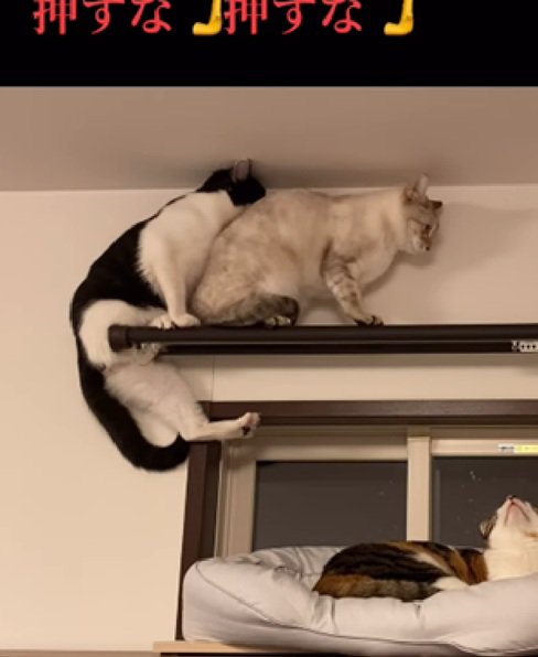 後ろに下がる猫