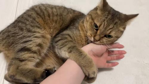 前足で人の手をつかみ噛む猫