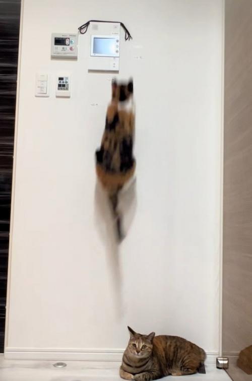 飛び上がる三毛猫2