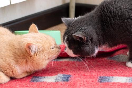鼻チューする猫たち