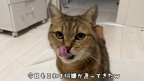 口元をぺろりとする猫